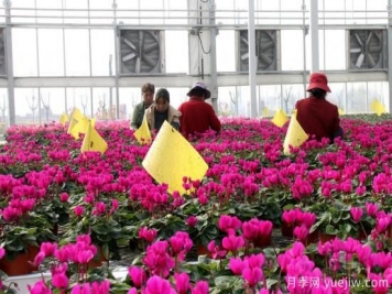 扬州高邮：每天发货30万株，花工厂绽放乡村振兴致富花