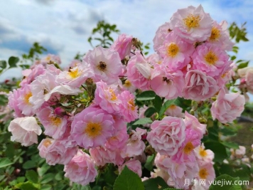山木香和野蔷薇的辨识区别