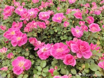 仙境盆栽月季杯苗粉色丰花，绿化工程批发