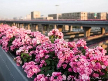 杭州高架月季实现定期开花，是如何进行花期调控的？