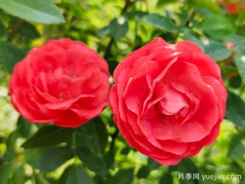 种上木香蔷薇花蛮强爆花，红橙白黄木香你喜欢哪个？