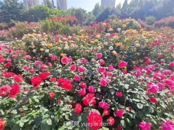 郑州月季公园40万株月季竞相绽放，感受花漾生活