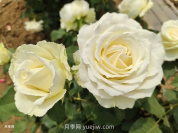 十一朵白玫瑰的花语和寓意
