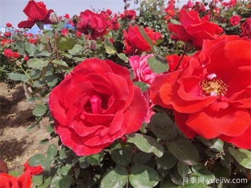 月季、玫瑰、蔷薇分别是什么？如何区别？