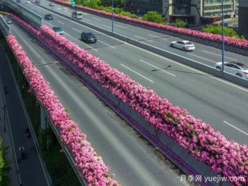杭州高架月季初开，2024年又到走花路时间