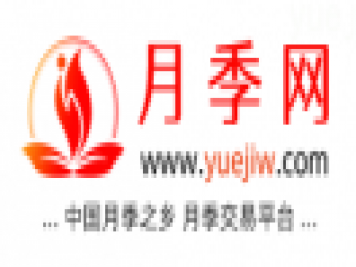 中国上海龙凤419，月季品种介绍和养护知识分享专业网站
